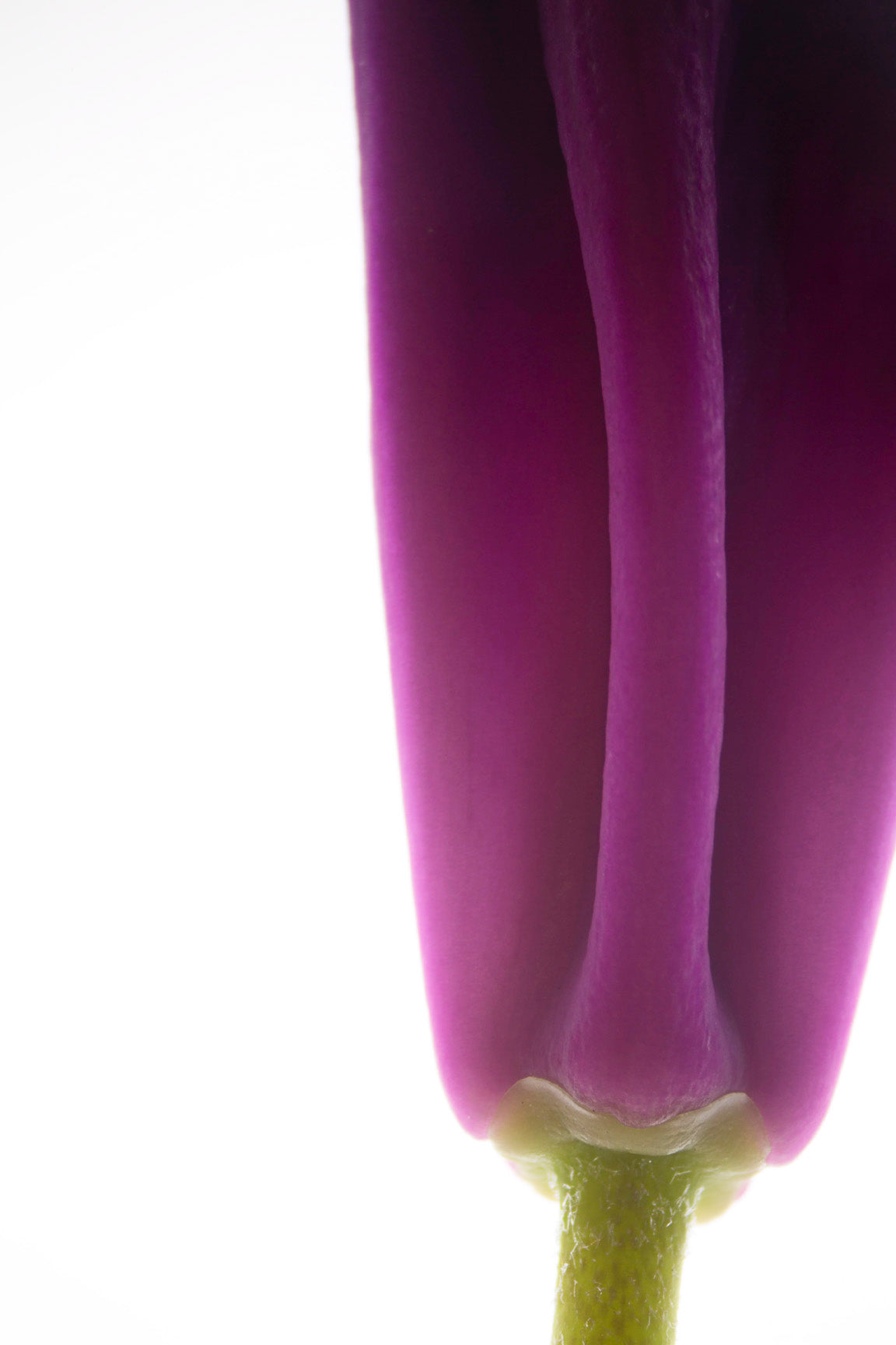 Life Textures/Rhododendron 0.1