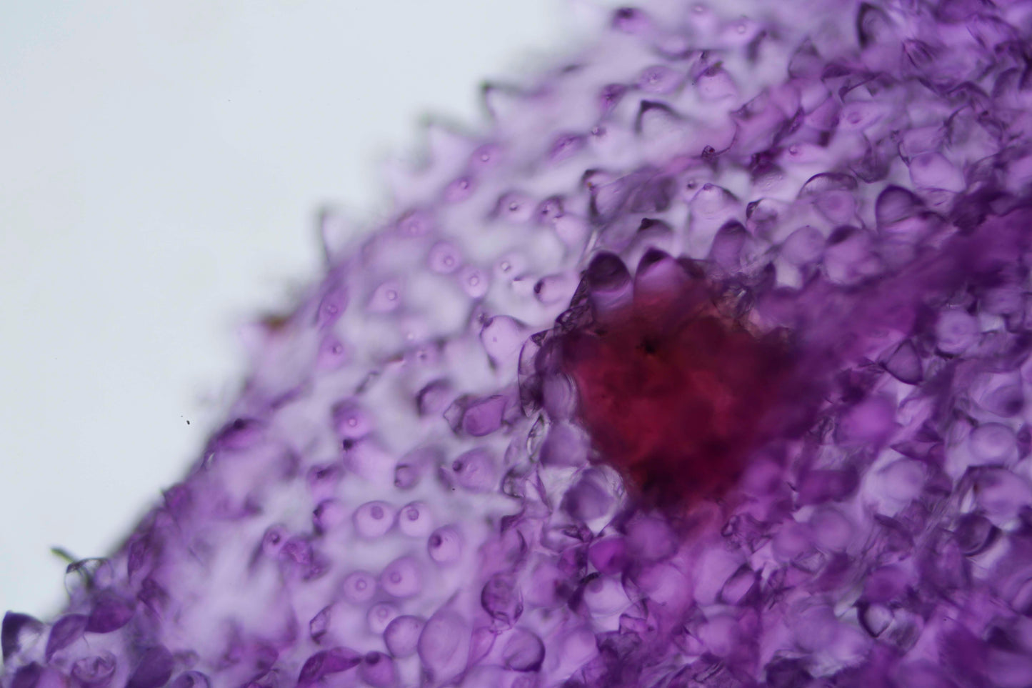 Life Textures/Moth Orchid 0.2