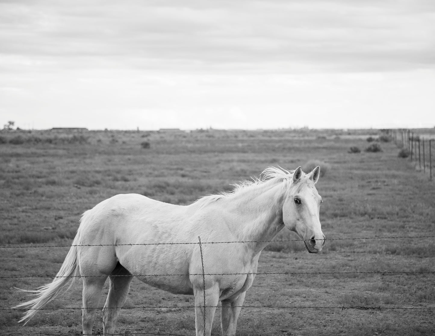 Horse 2