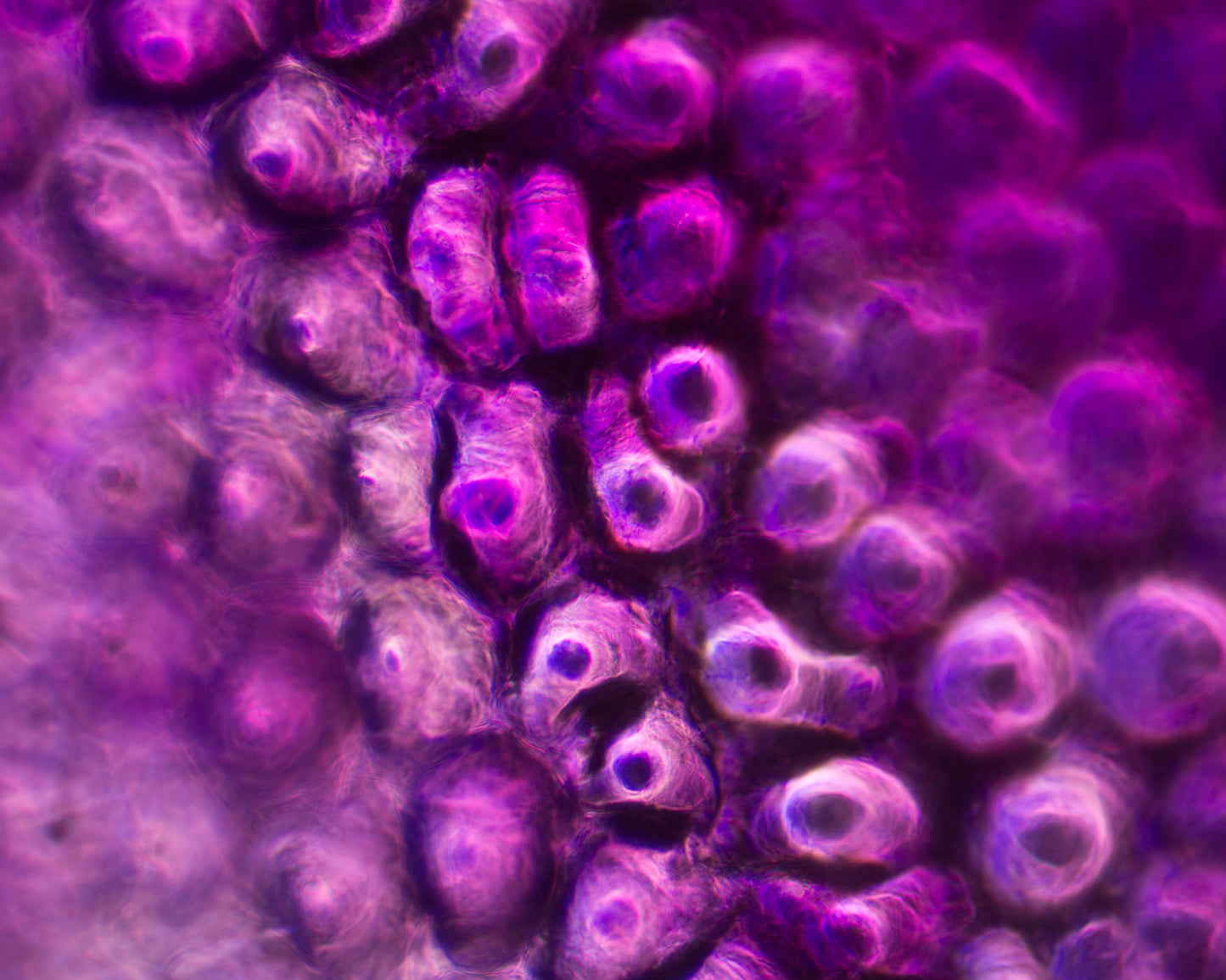 Life Textures/Purple Dendrobium 0.3