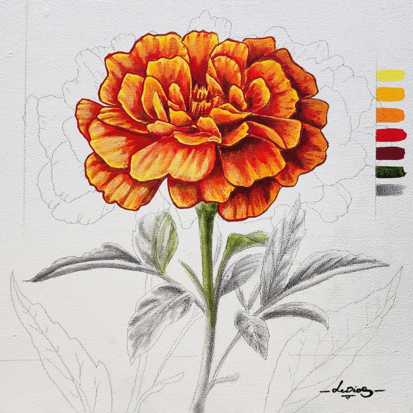 Cempasúchil Sketch #1