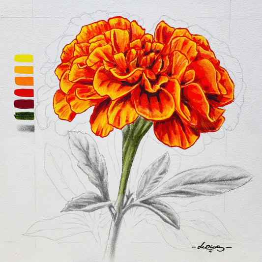 Cempasúchil Sketch #3 - Print