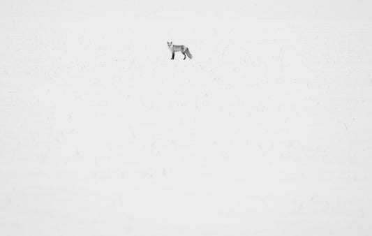 Fox in a Snowfield