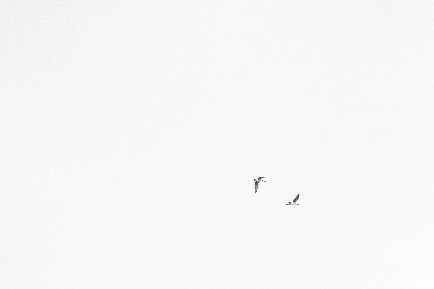 Geese