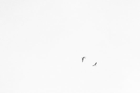 Geese