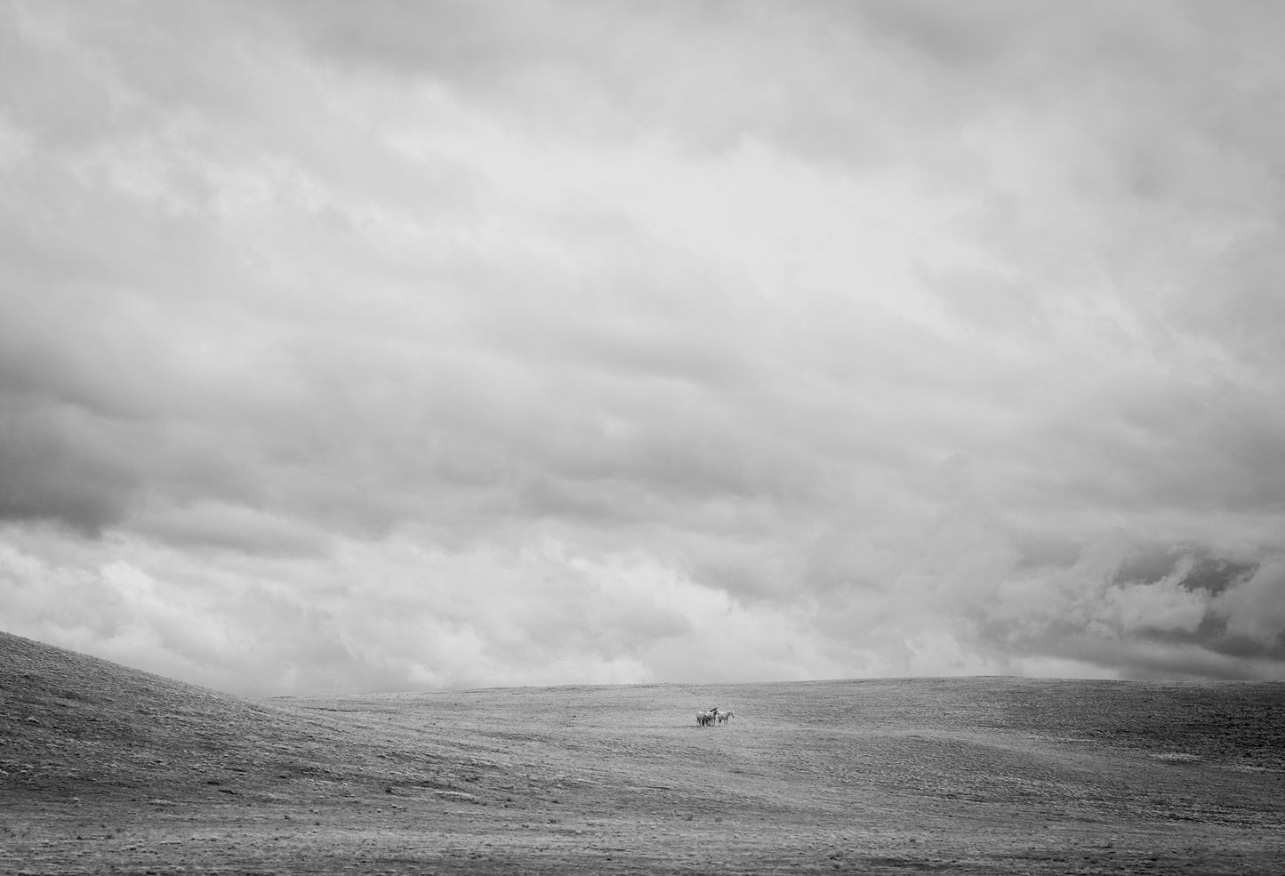 Horses