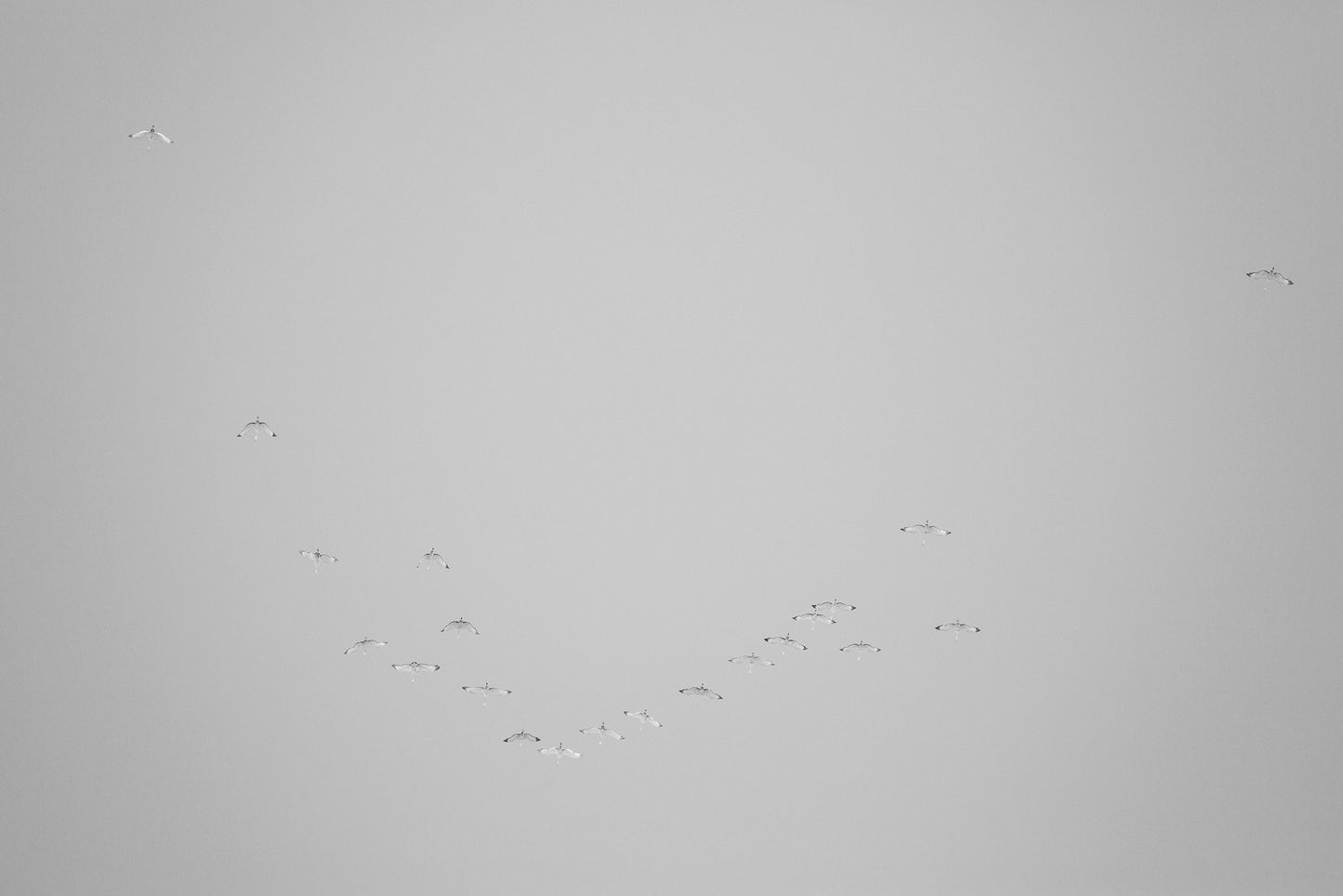 Sandhill Cranes