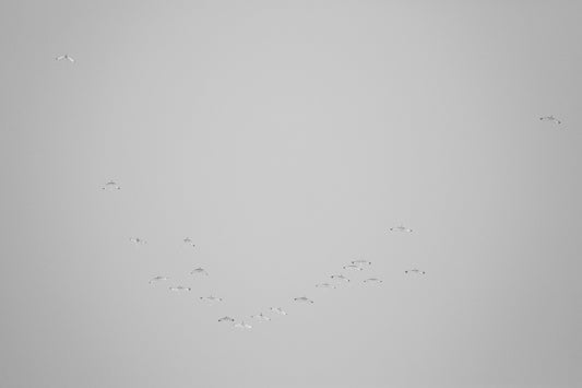 Sandhill Cranes