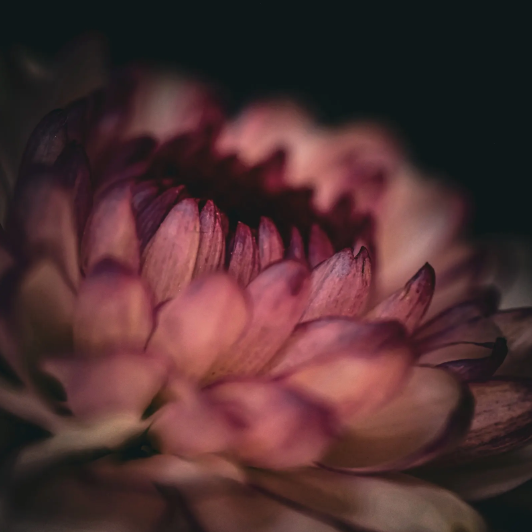 The Awakening III