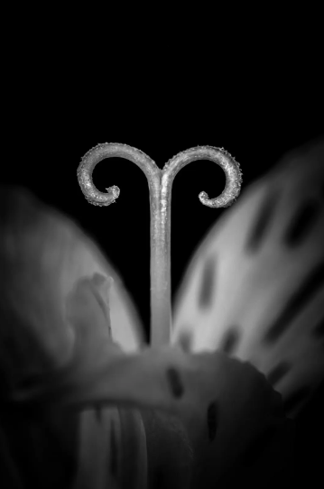 The Female Gaze