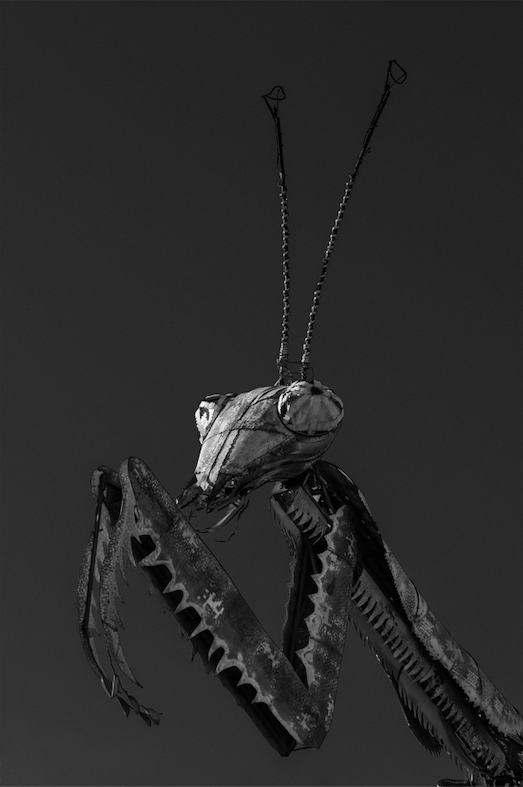 The Female of the Species